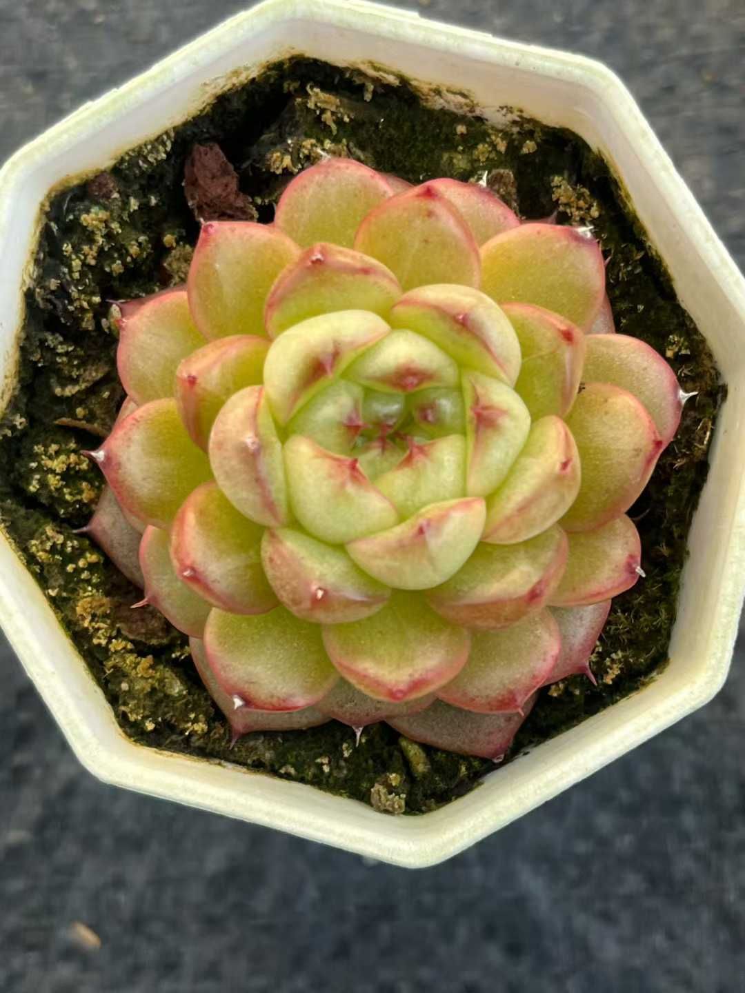 男*屋様 Z714 ベリー 54苗 抜き苗 多肉植物 エケベリア サボテン 韓国