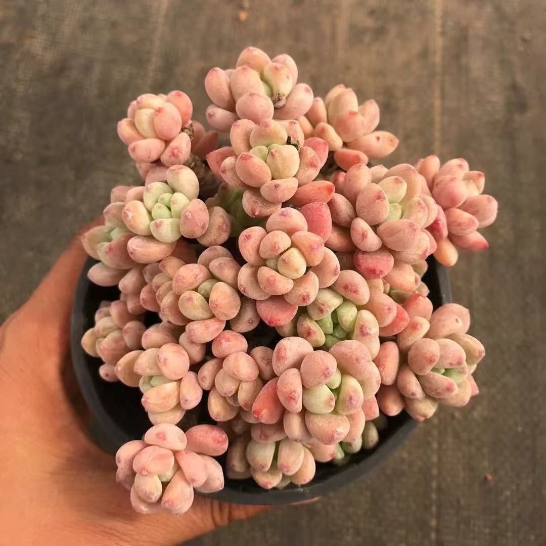 15株の抜き苗セット】ピンクラウル 多肉植物 佐川急便発送 エケベリア