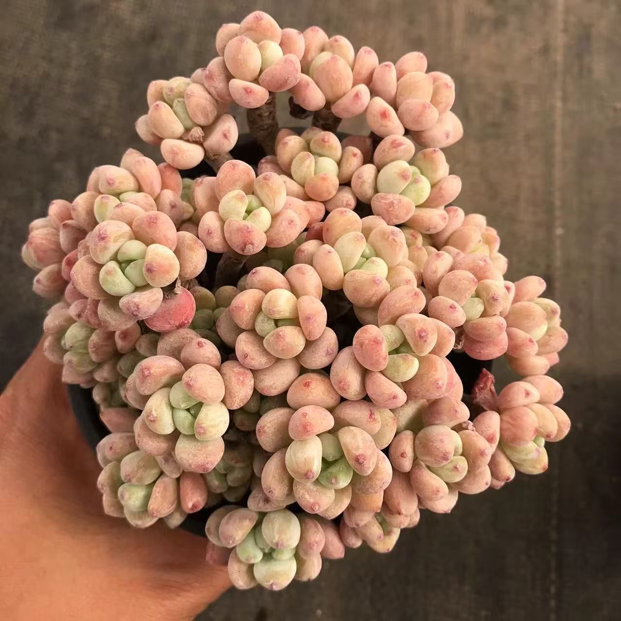 ✨ぐるっと子株付き 多肉 親＋8頭 うっすらピンク 抜き苗 多頭 多肉