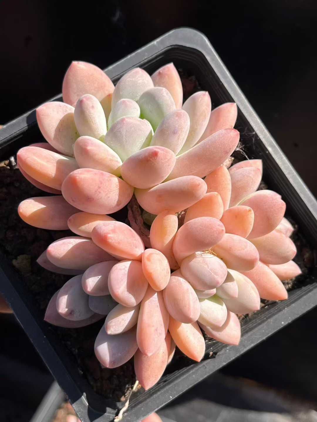 観葉植物 【24株の抜き苗セット】パルファム群生 多肉植物 佐川急便 