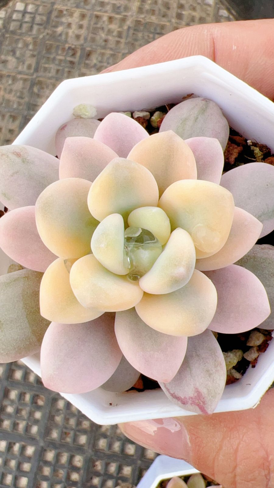 60株の抜き苗セット】ローシン錦 多肉植物 佐川急便発送 エケベリア