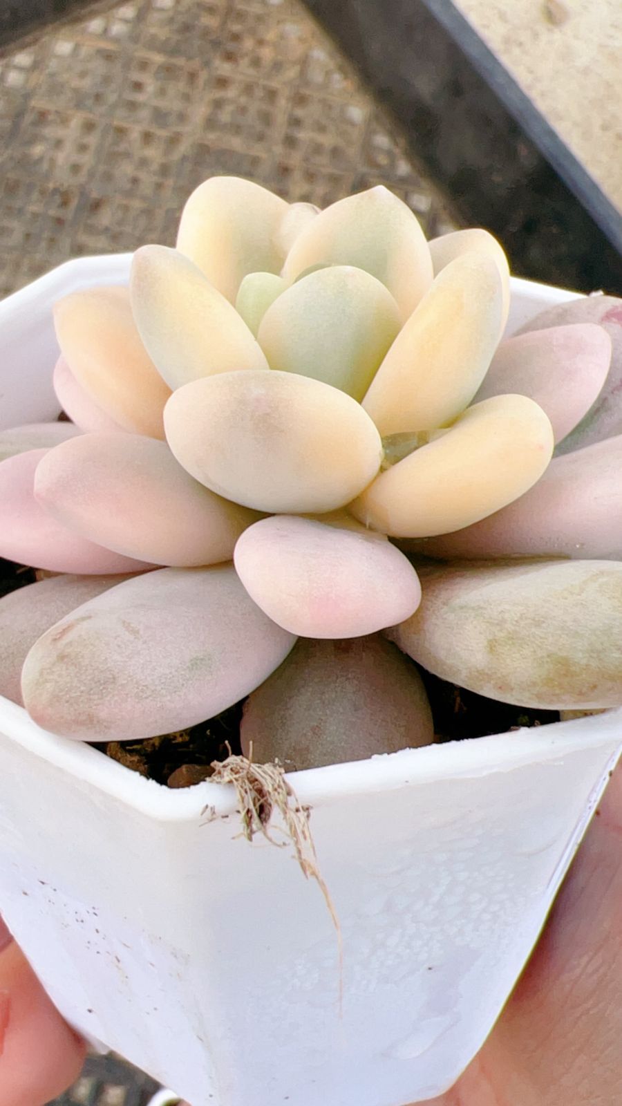 60株の抜き苗セット】ローシン錦 多肉植物 佐川急便発送 エケベリア