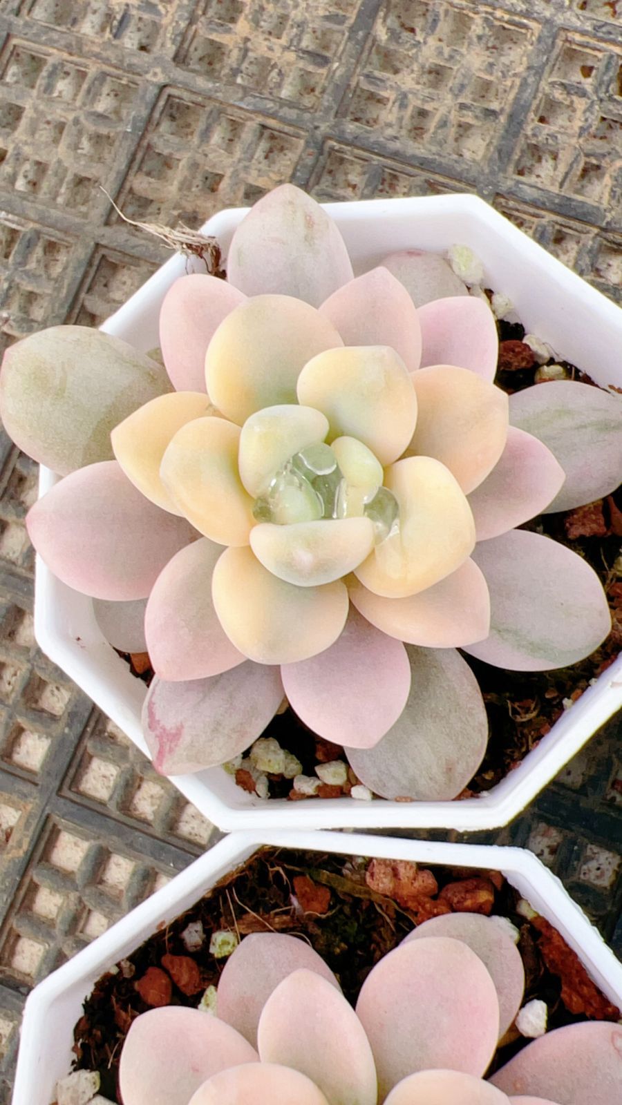 60株の抜き苗セット】ローシン錦 多肉植物 佐川急便発送 エケベリア