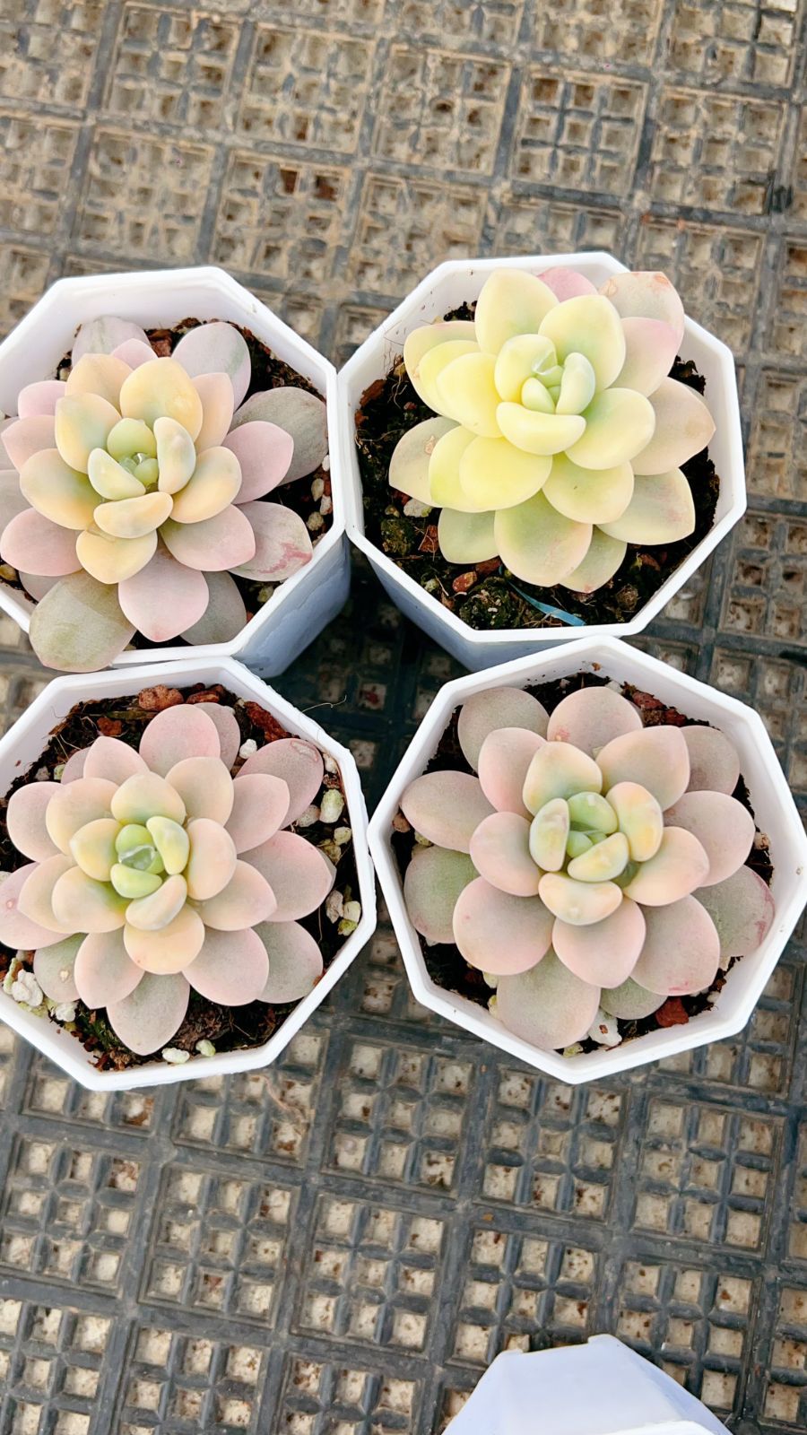 か*ん様 H725　バンシー　16株　抜き苗　多肉植物 エケベリア 韓国苗 か*ん様 H725 バンシー 16株 抜き苗 多肉植物 エケベリア 韓国苗