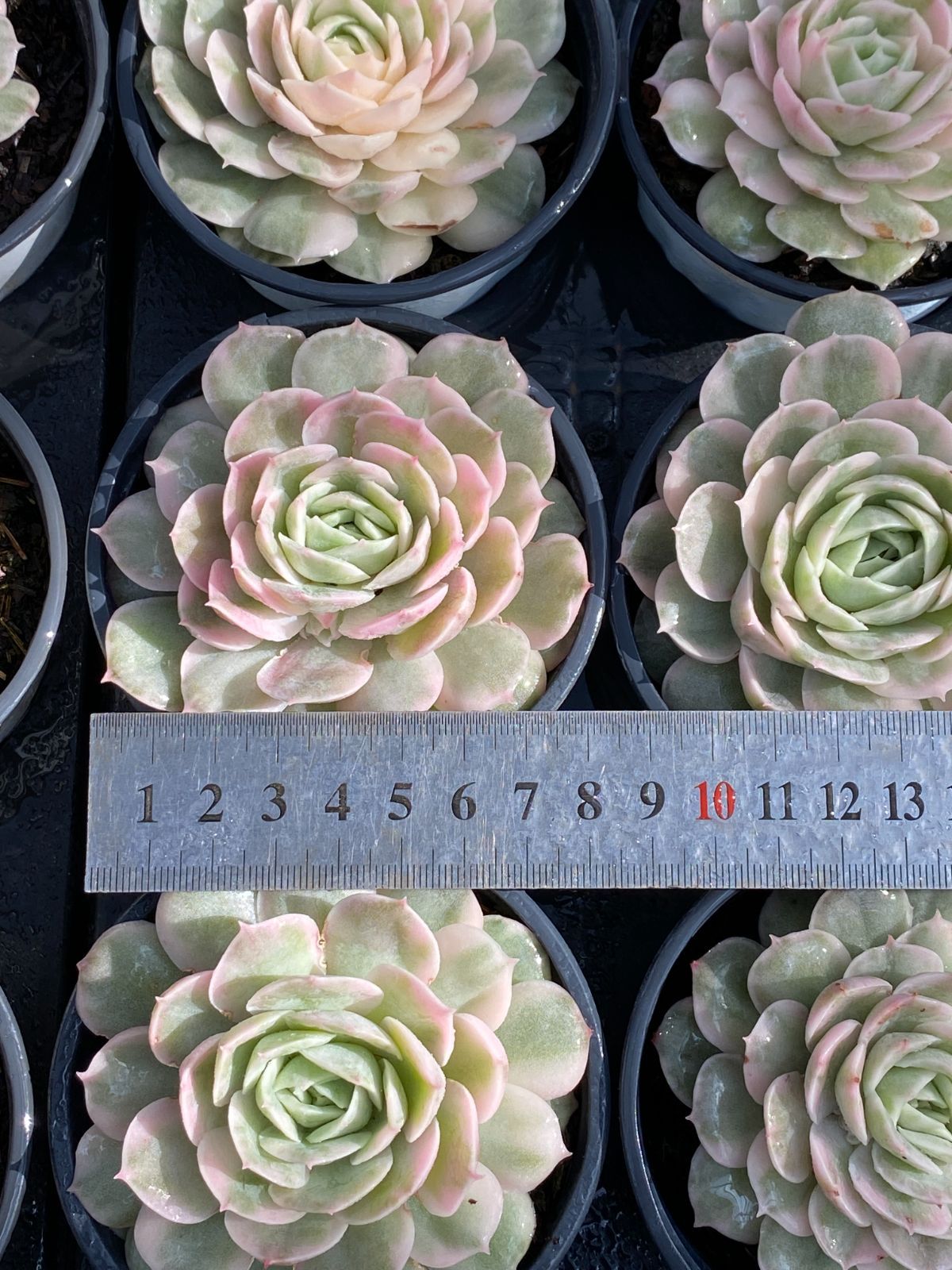 24株の抜き苗セット】アンスノー錦 多肉植物 佐川急便発送 エケベリア