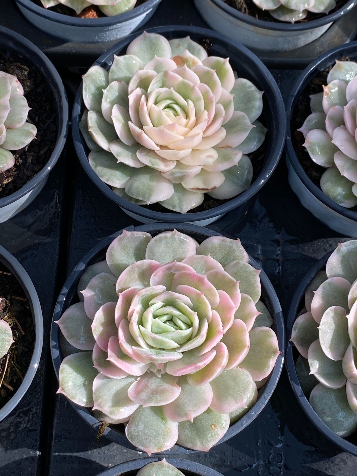 24株の抜き苗セット】アンスノー錦 多肉植物 佐川急便発送 エケベリア