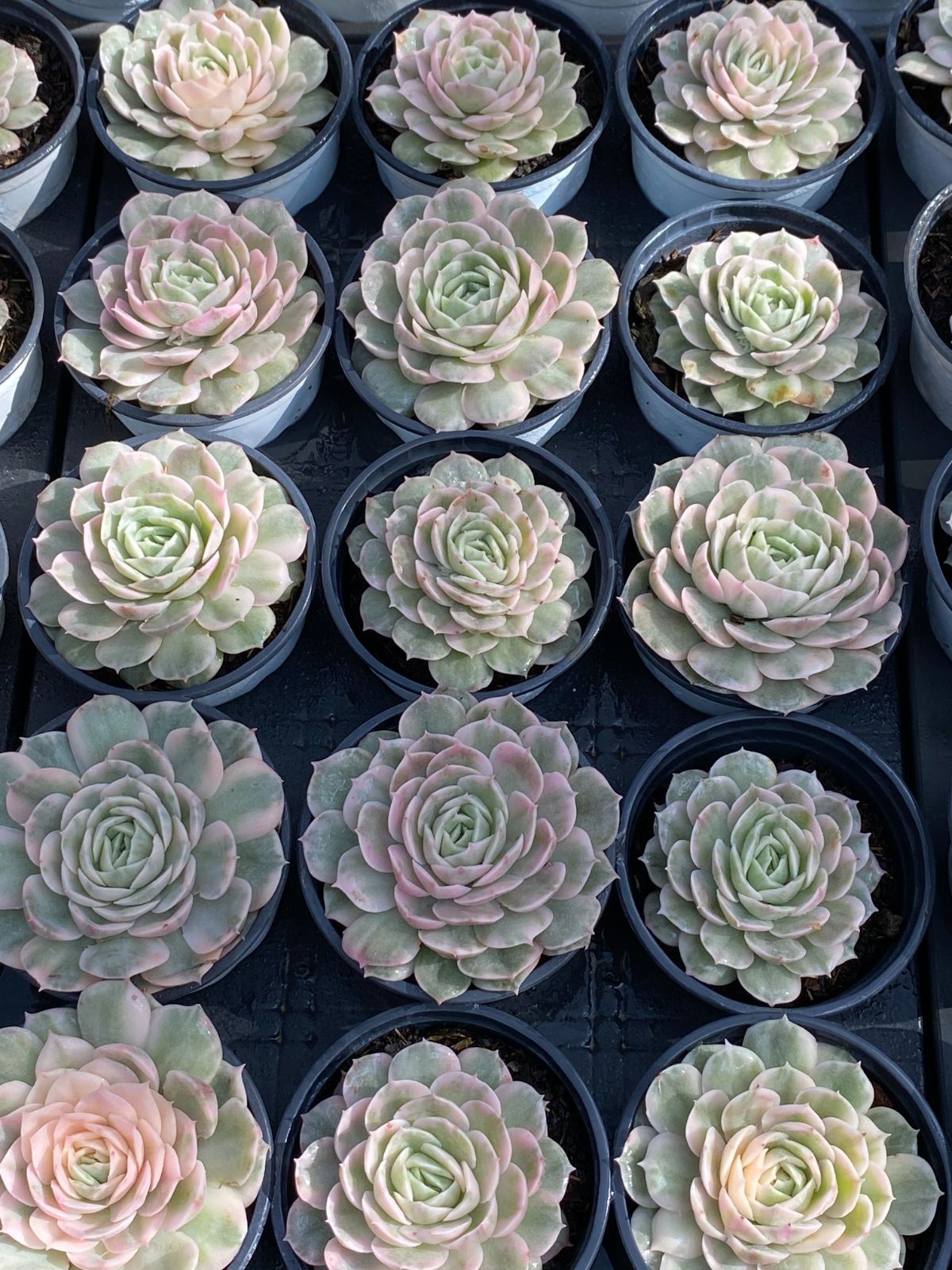 24株の抜き苗セット】アンスノー錦 多肉植物 佐川急便発送 エケベリア