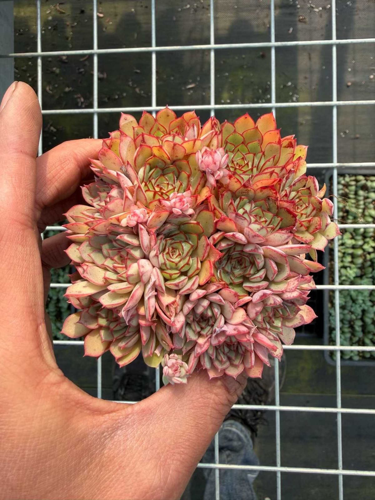 韓国苗　多肉植物　超特大 エケベリア　年末年始ギフト　18苗セット【SP1】 韓国苗 多肉植物 超特大 エケベリア 年末年始ギフト 18苗セット【SP1