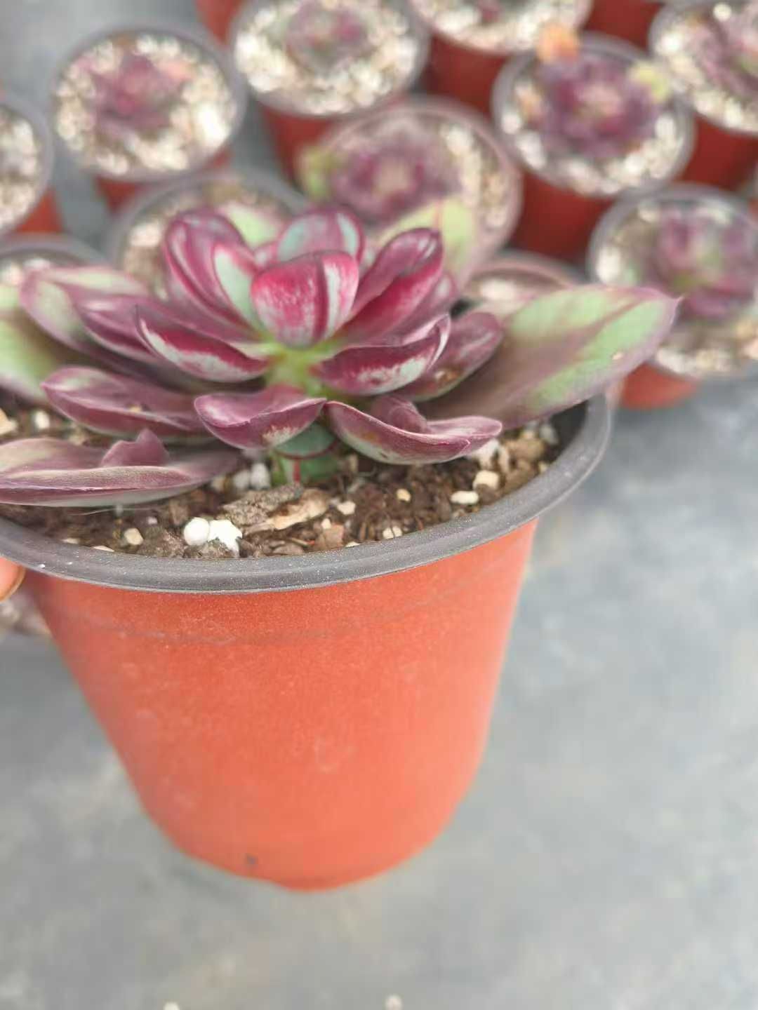 15株の抜き苗セット】丸葉紅司（マルバベニツカサ） 多肉植物 佐川急便