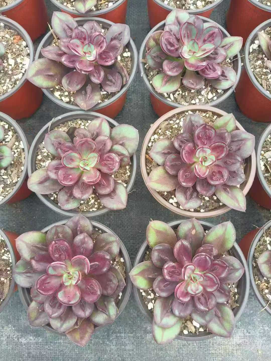 15株の抜き苗セット】丸葉紅司（マルバベニツカサ） 多肉植物 佐川急便