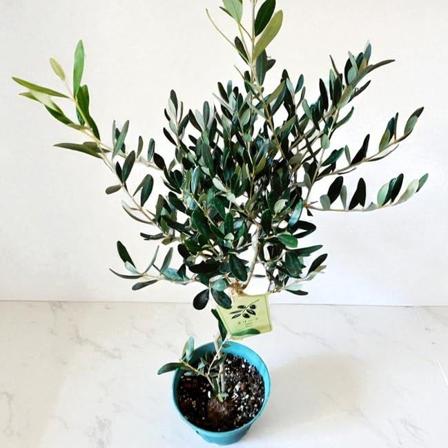 観葉植物 オリーブの木 庭木 鉢植え olive 苗 チプレッシーノ PLANQUOR