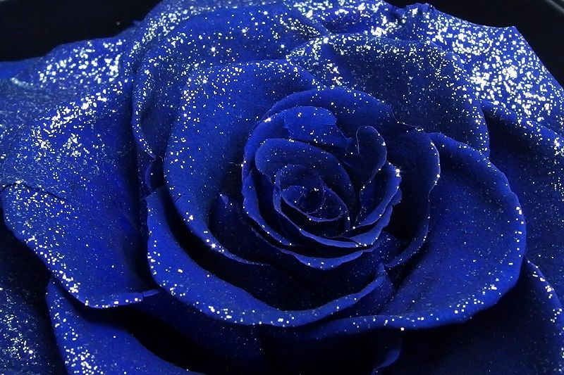 ROSE GALLERY ローズギャラリー銀座 GINZA オンラインショップ | 記念
