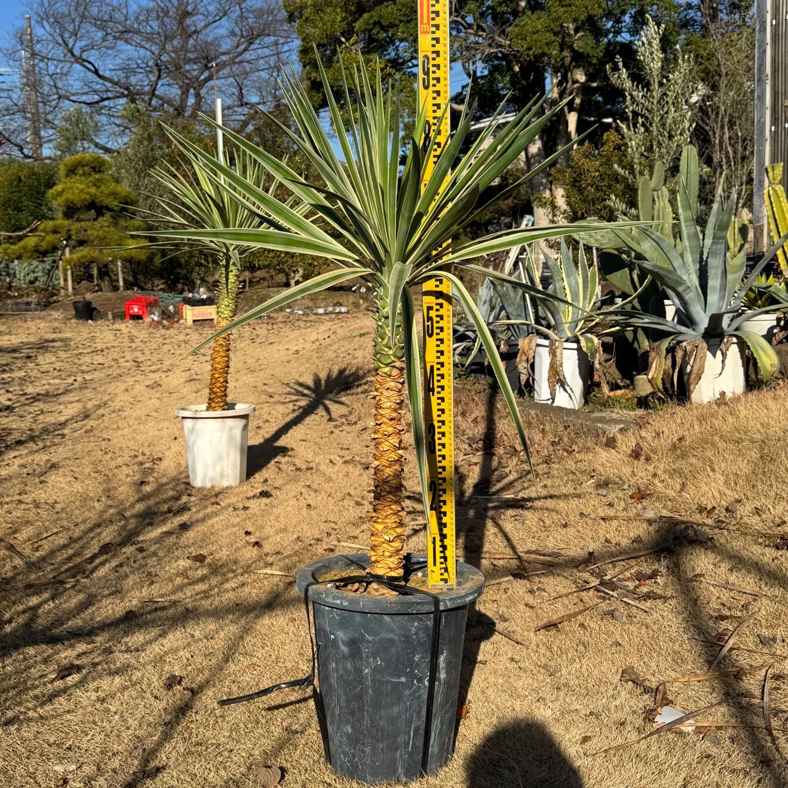 1.2m】 ユッカアロイフォリア センジュラン - メルカリ