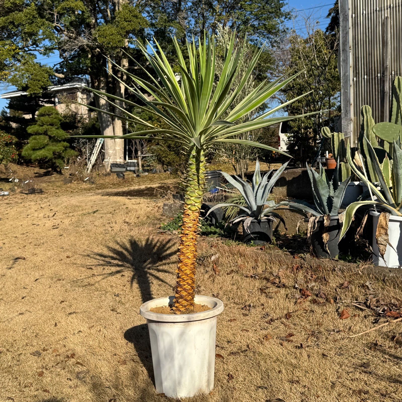 1.4m】 ユッカアロイフォリア センジュラン - メルカリ