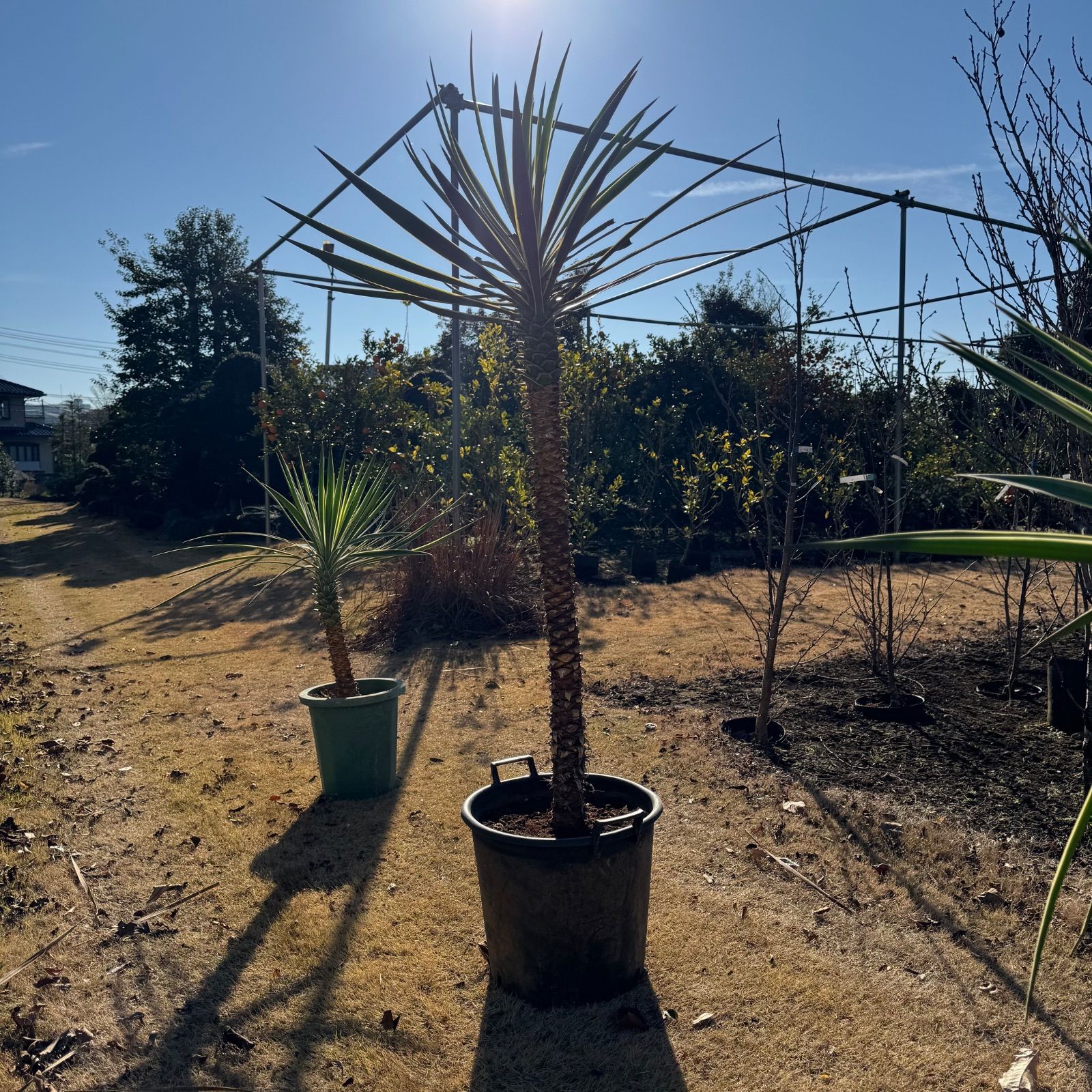 1.8m】 ユッカアロイフォリア センジュラン - メルカリ