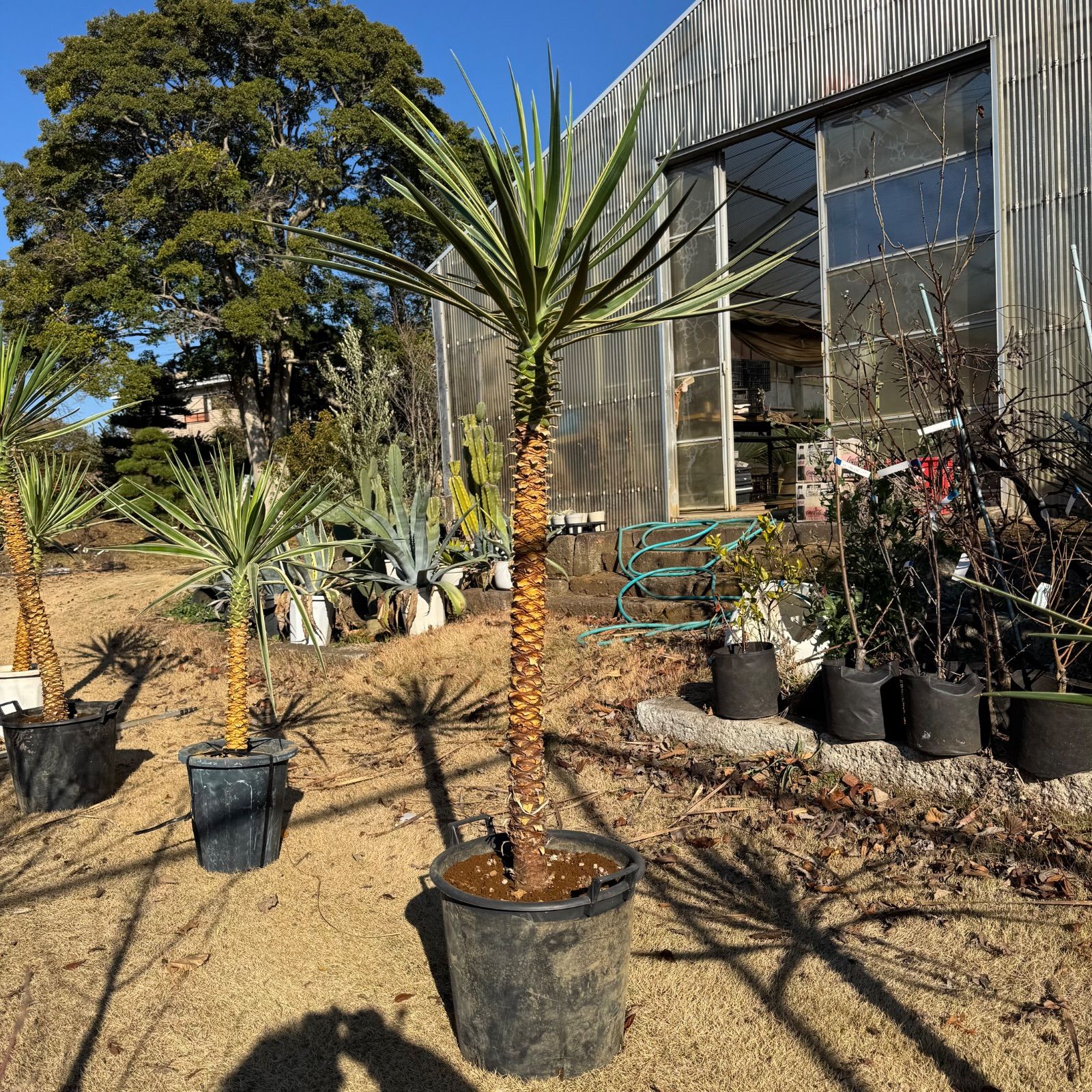 1.8m】 ユッカアロイフォリア センジュラン - メルカリ