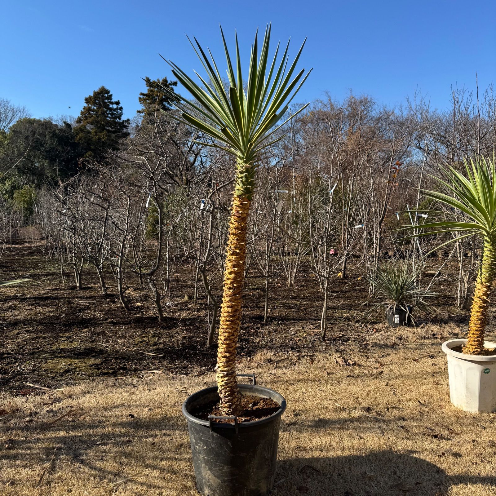 【#25054】ユッカ　アロイフォリア（センジュラン） ユッカ アロイフォリア 25054】ユッカ アロイフォリア（センジュラン