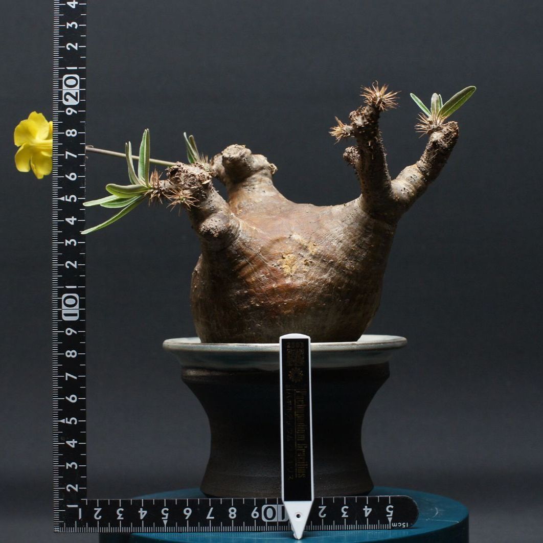 パキポディウム グラキリス 