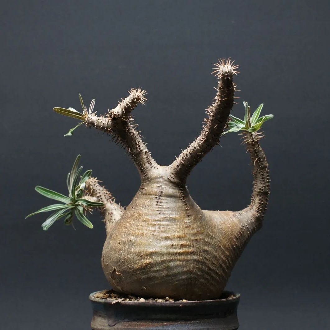 パキポディウム グラキリス 