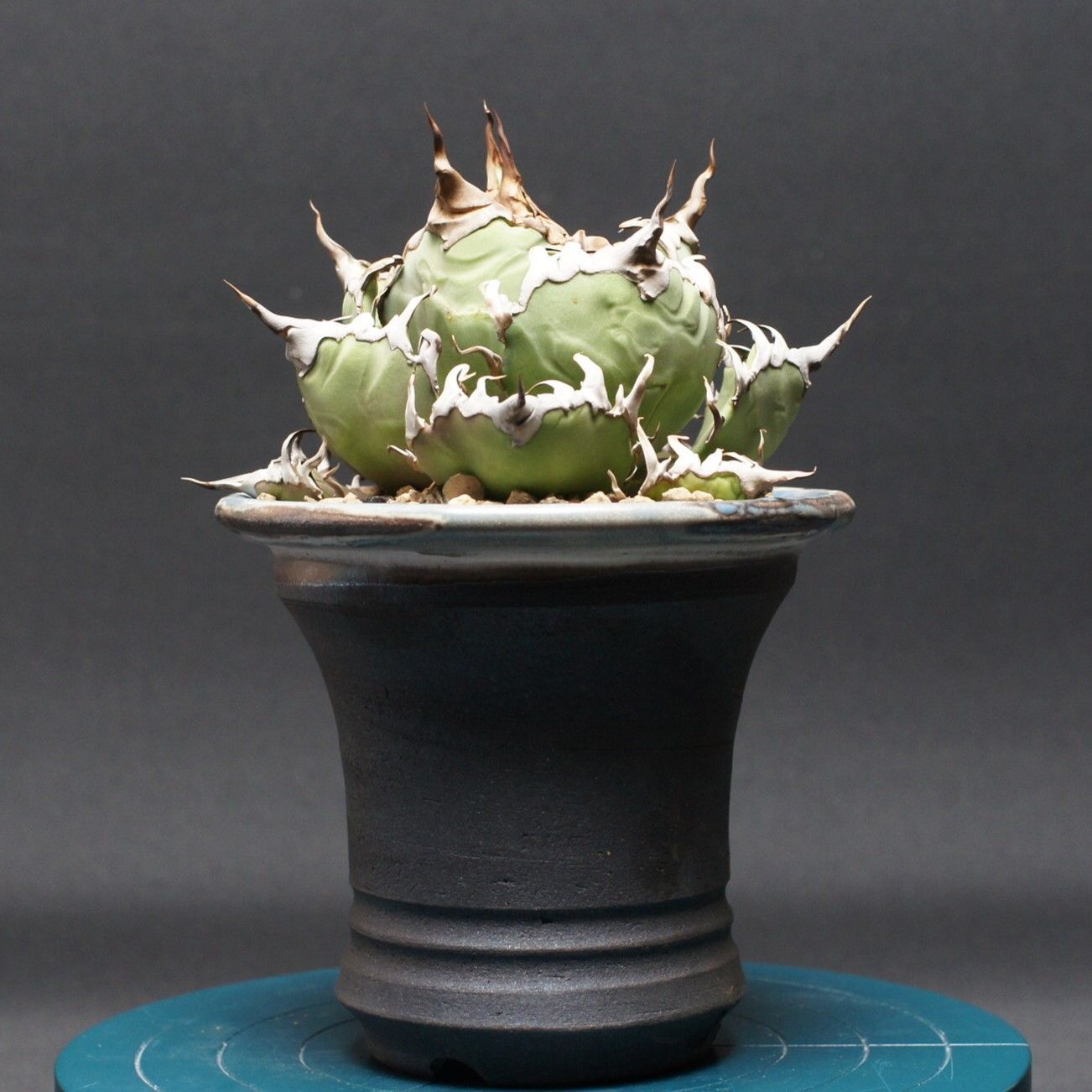 アガベ　チタノタ　シーザー　鉢のままメルカリ便発送 アガベ チタノタ シーザー 鉢のままメルカリ便発送