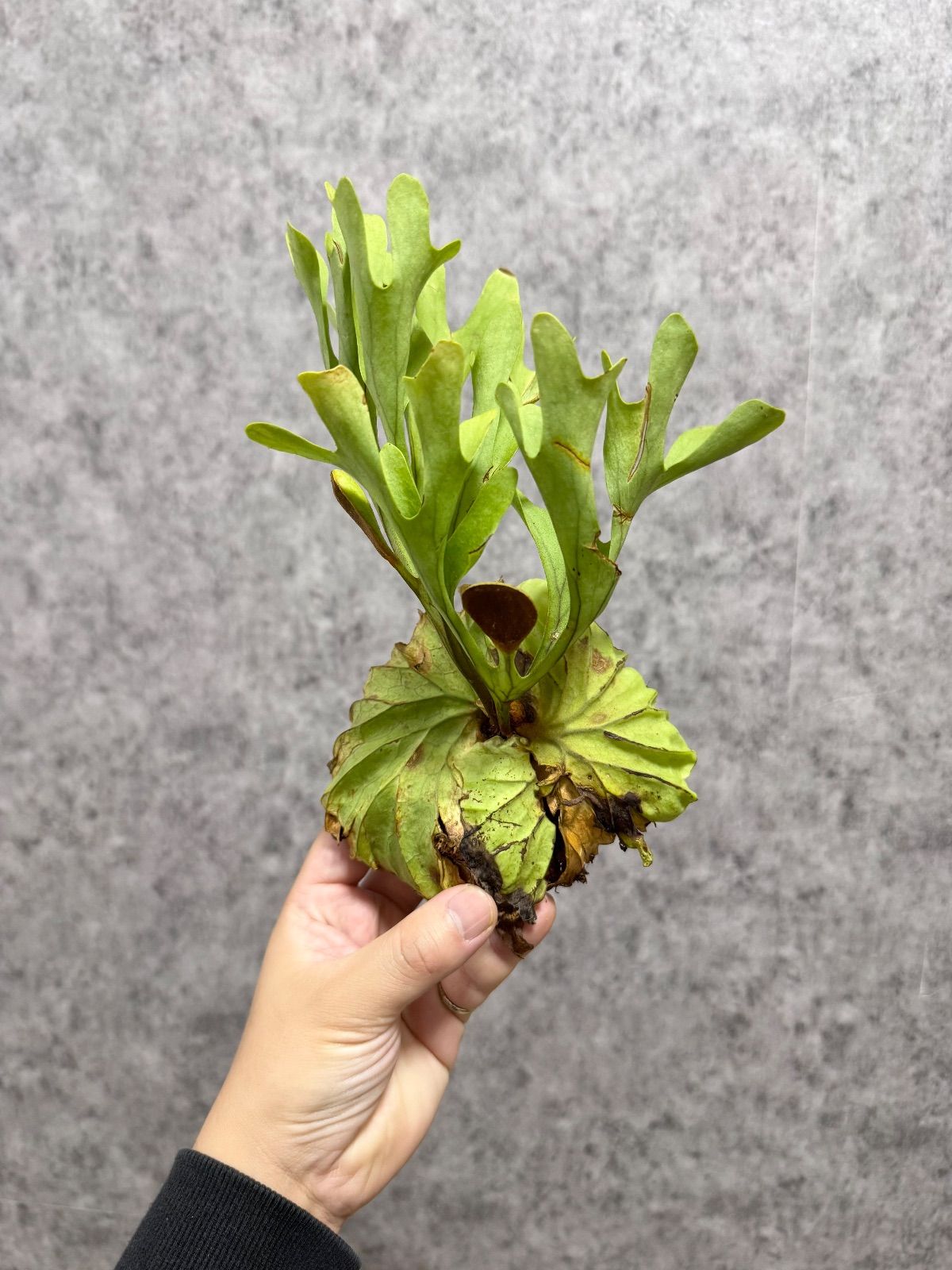 観葉植物 Ssize 90▽P.ridleyi Wild from Central Borneo ▽ #リドレー