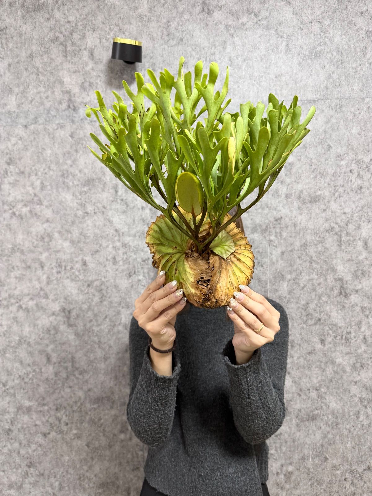 P. ridleyi wild from Borneo（Malaysia）大株 P. ridleyi wild from Borneo（Malaysia）大株 P. ridleyi wild from