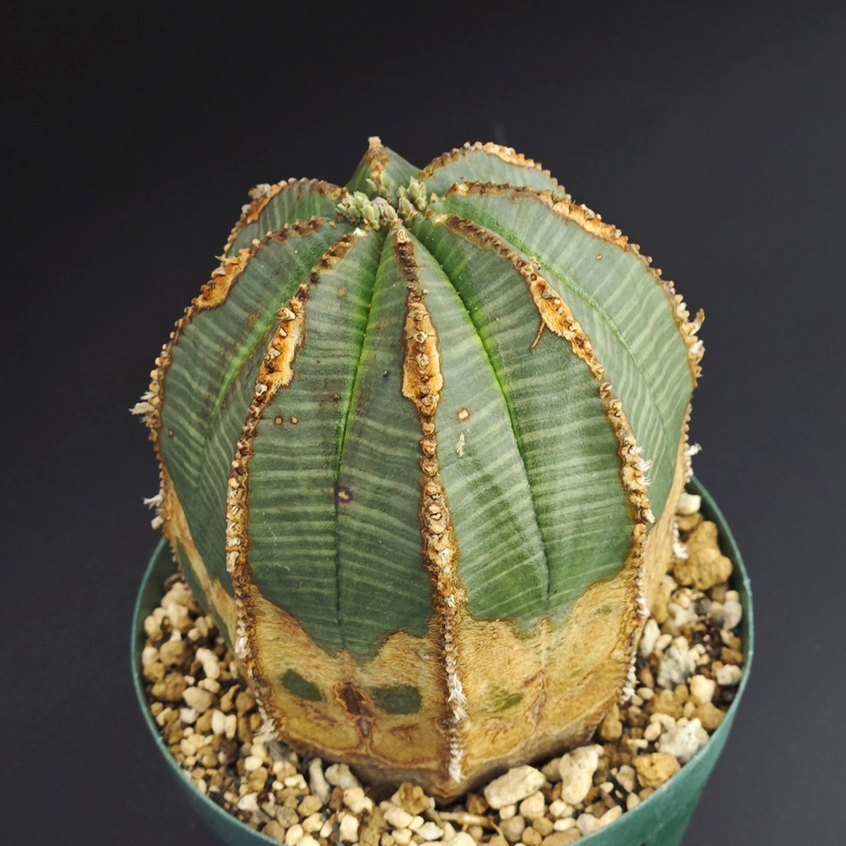 ユーフォルビア オベサ 3号（9c m鉢）※0003 - メルカリ