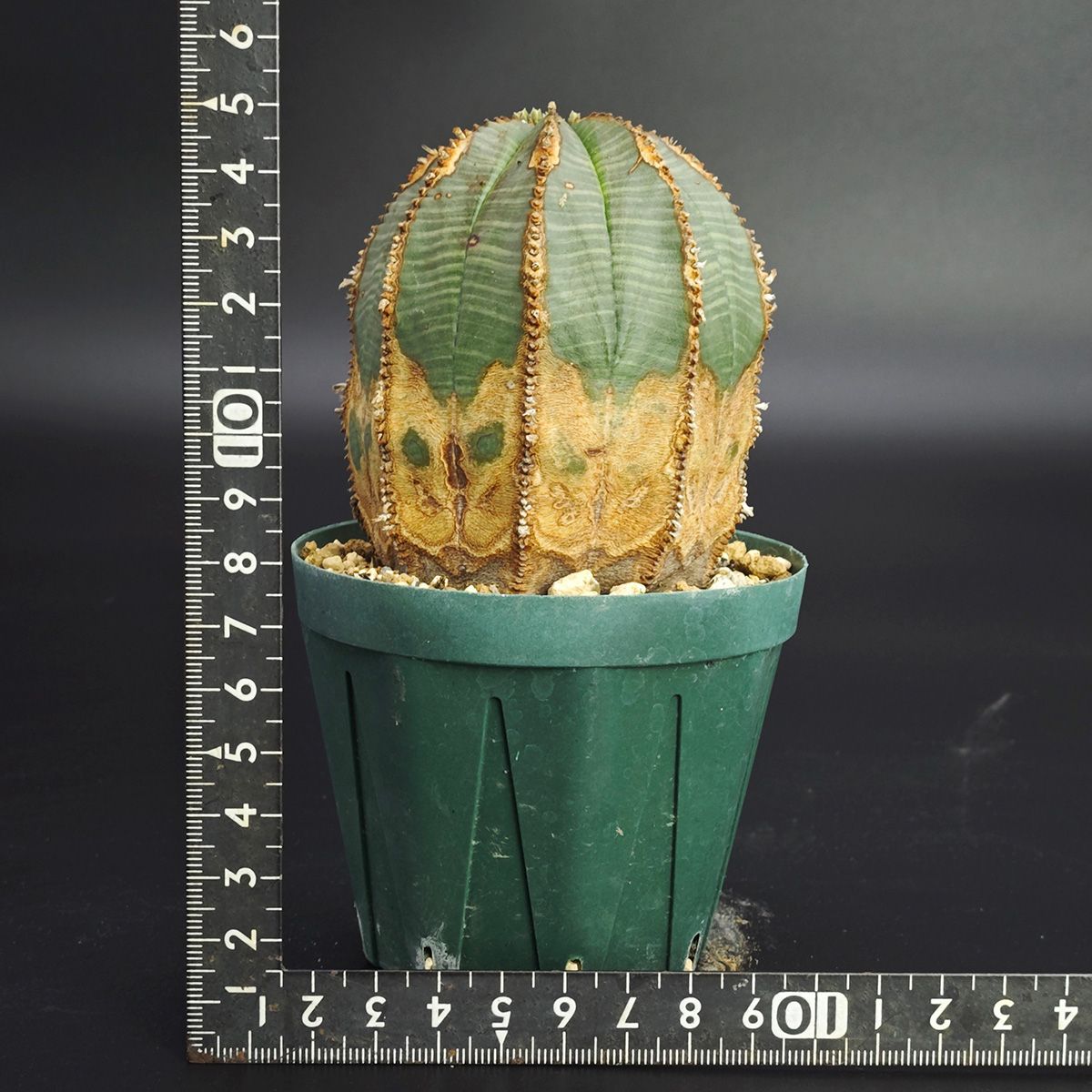 ユーフォルビア オベサ 3号（9c m鉢）※0003 - メルカリ