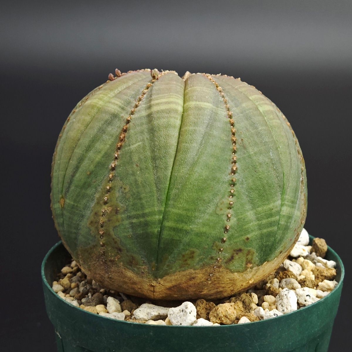 ユーフォルビア オベサ × soel 鉢 レア鉢入‼️ユーフォルビアオベサ ユーフォルビア オベサ × soel 鉢