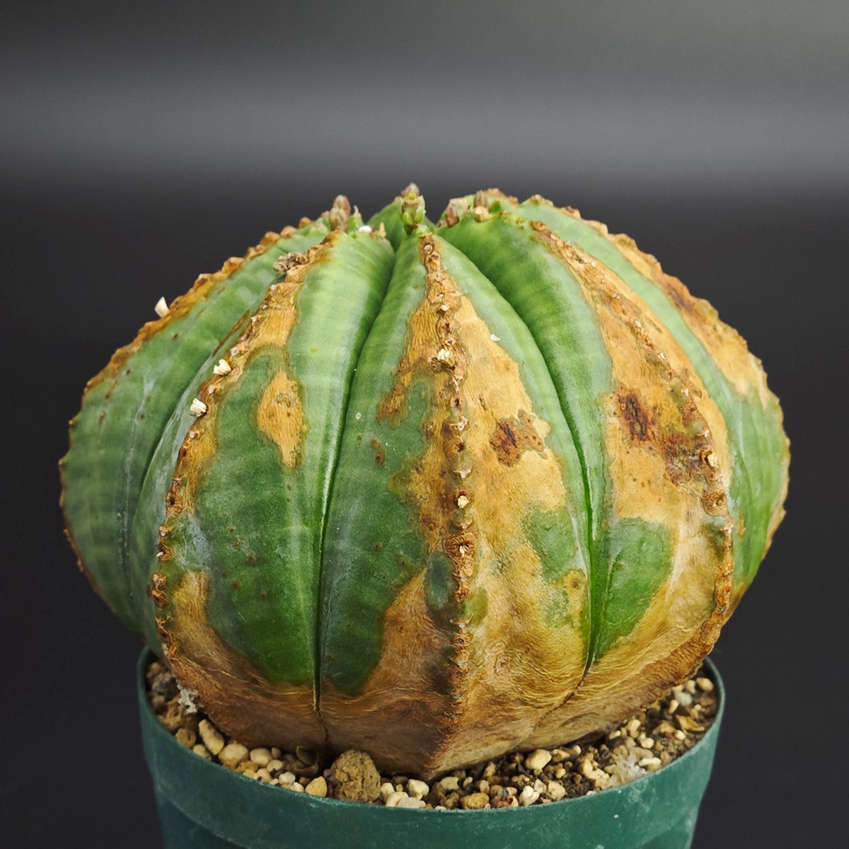 輸入苗】ユーフォルビア オベサ / 2.5号 *0521 ユーフォルビア オベサ