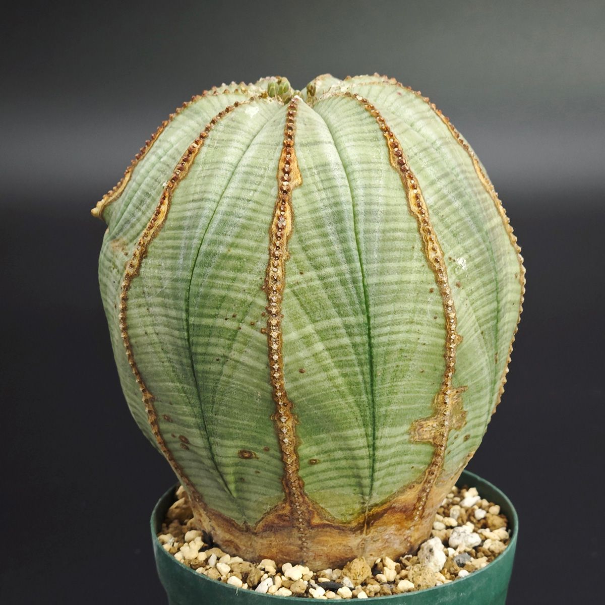 輸入苗】ユーフォルビア オベサ / 2.5号 *0521 ユーフォルビア オベサ