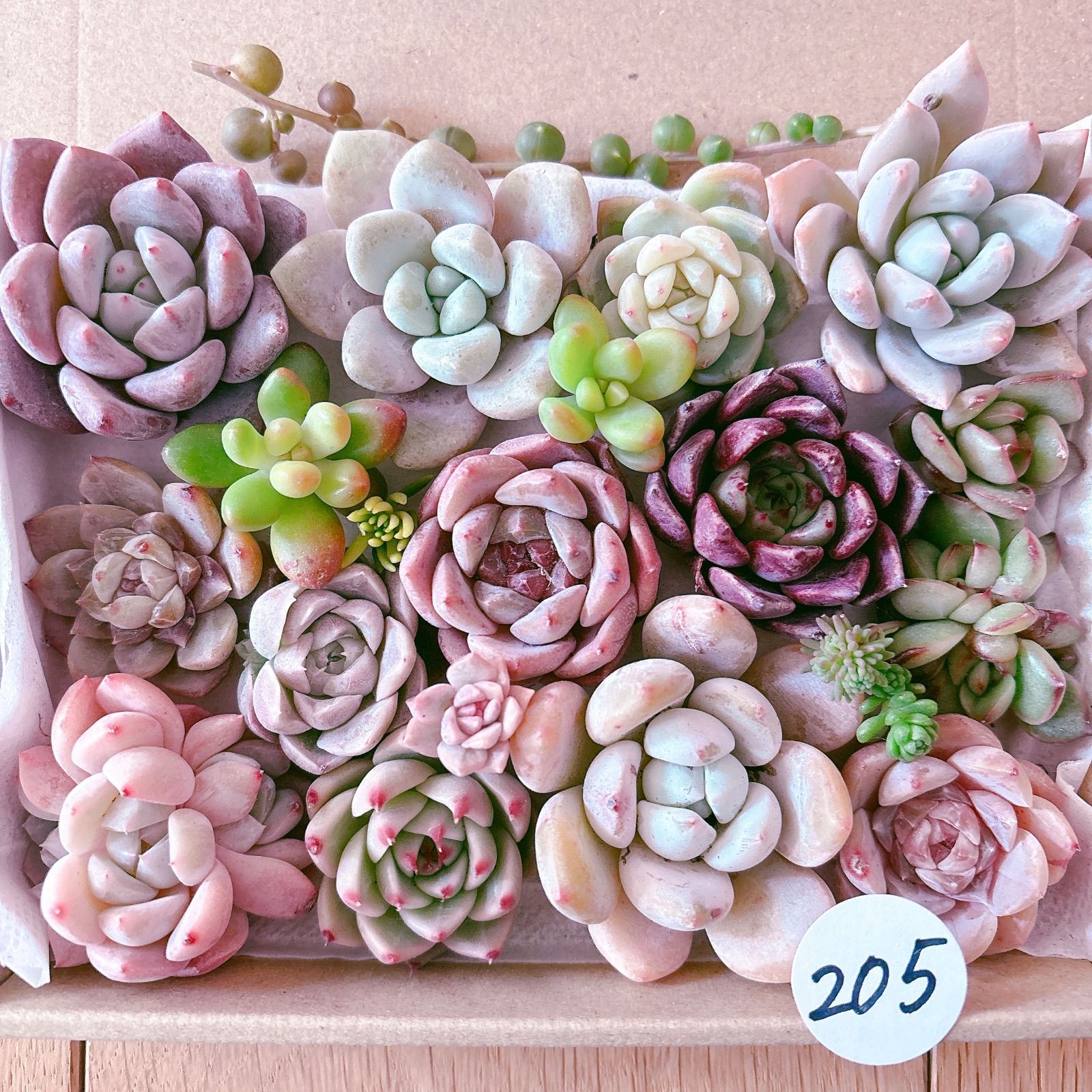 ☆まるちゃん☆多肉植物エケベリア❗訳あり苗＆在庫処分セット❗寄植えMIX ☆まるちゃん様専用☆多肉植物エケベリア☆寄植えMIX☆訳あり＆