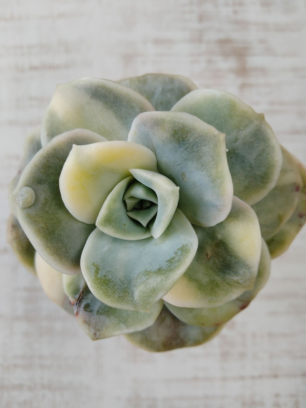 ❤️専用出品❤️ラブリーローズ錦❤️美斑に成長中①❤️ ❤️専用出品❤️ラブリーローズ錦❤️美斑に成長中①❤️ 【公式通販】