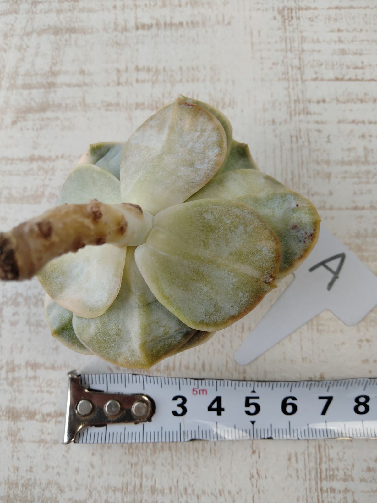 ❤️専用出品❤️ラブリーローズ錦　　　　　　　　　　　　　❤️美しく育ちました♪❤️ バンプラブリーローズ錦 A 多肉植物 - メルカリ