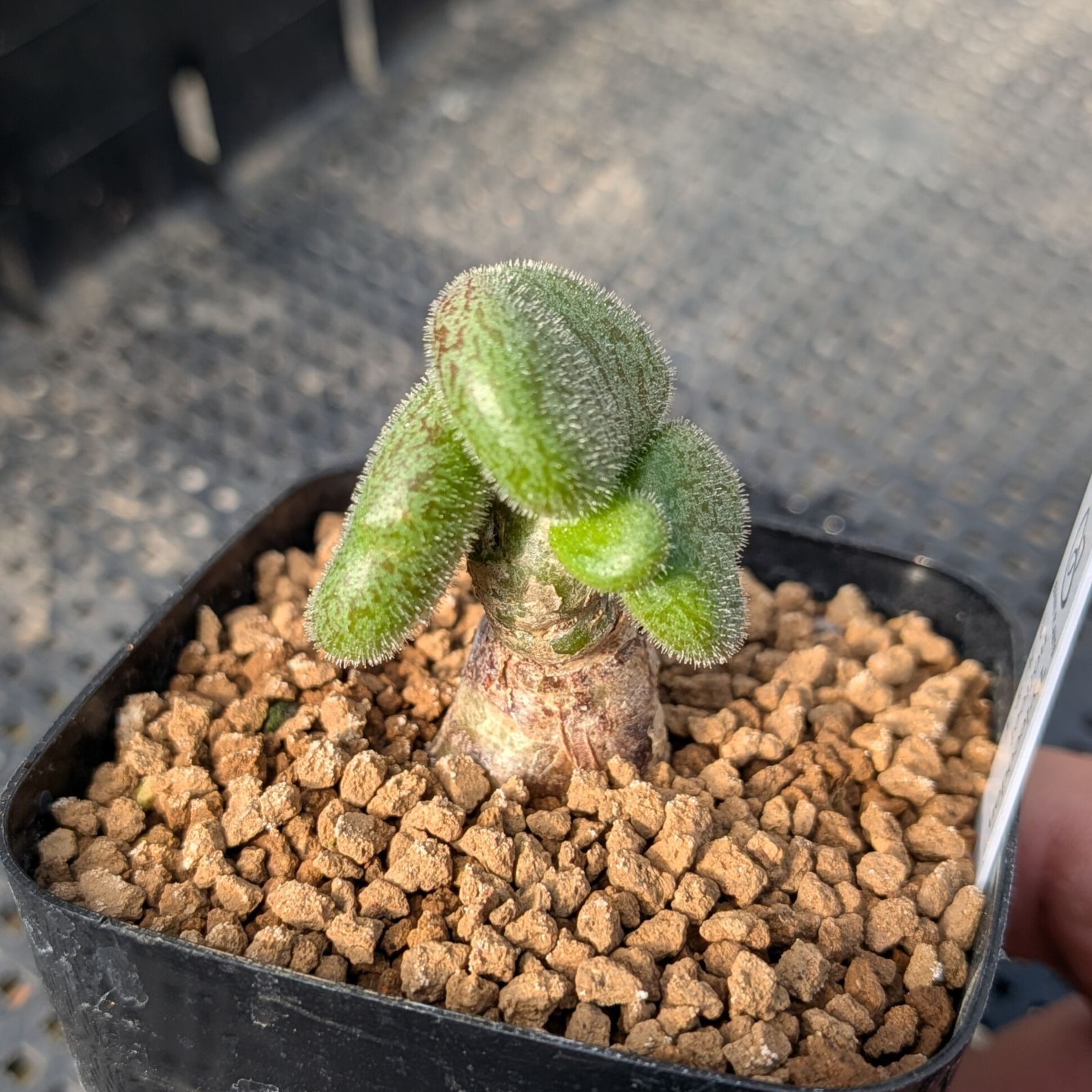 チレコドン ノルティ ※メルカリ便(鉢植え) - メルカリ