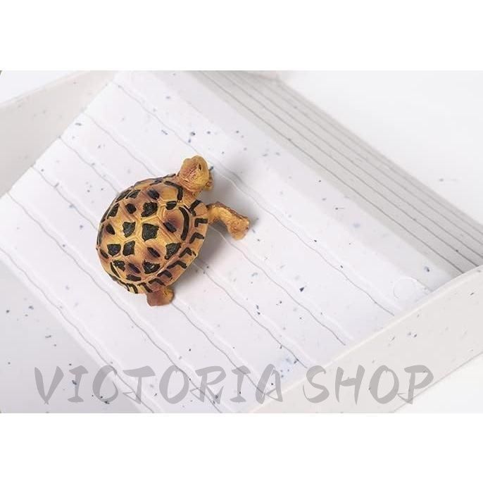 新品・未使用】爬虫類 水入れ リクガメ 水入れ リクガメ セット 亀水槽