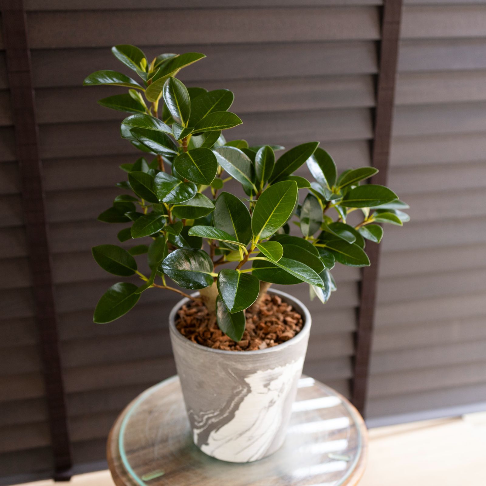 幹太 フィカス ルビギノーサ 盆栽仕立て フランスゴムの木 Rubiginosa