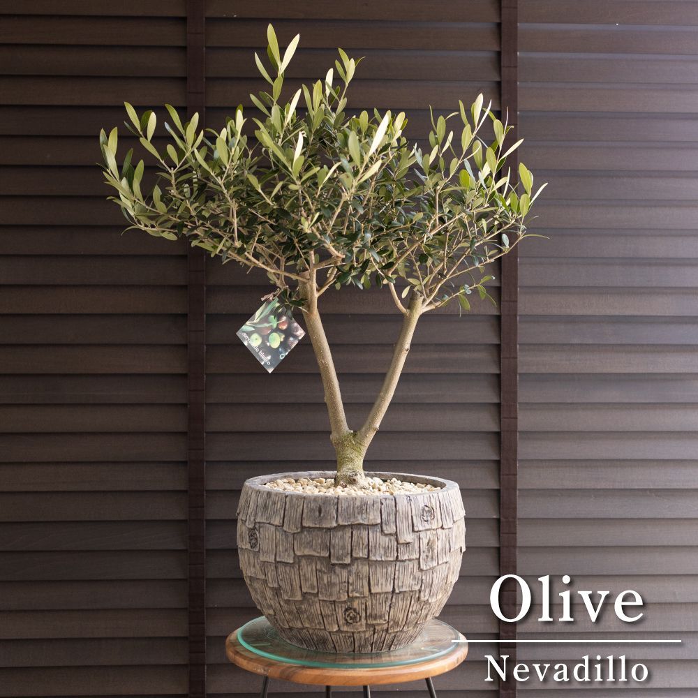 創樹 オリーブの木 SOUJU Y字幹太 Nevadillo blanco ネバディロ