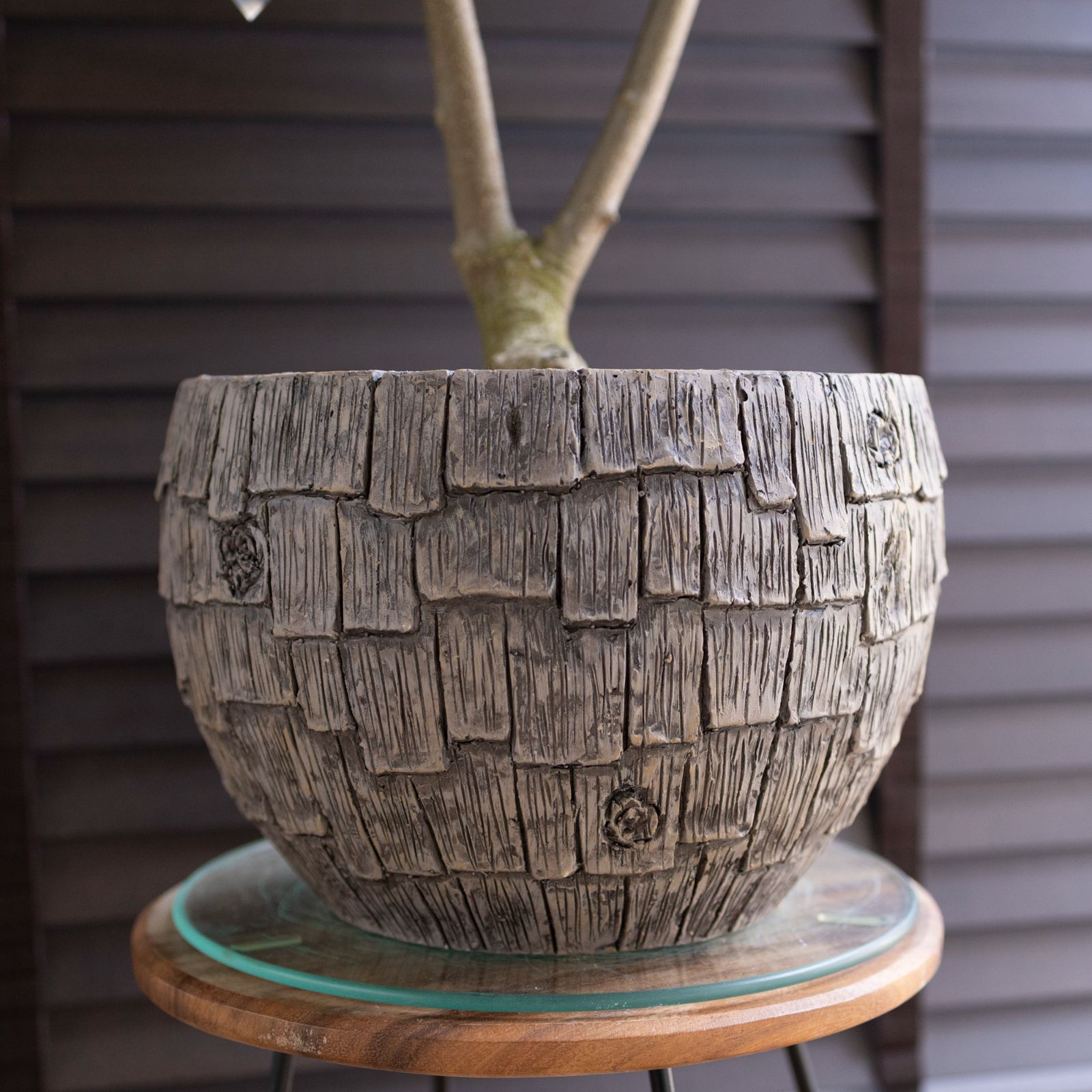 創樹 オリーブの木 SOUJU Y字幹太 Nevadillo blanco ネバディロ