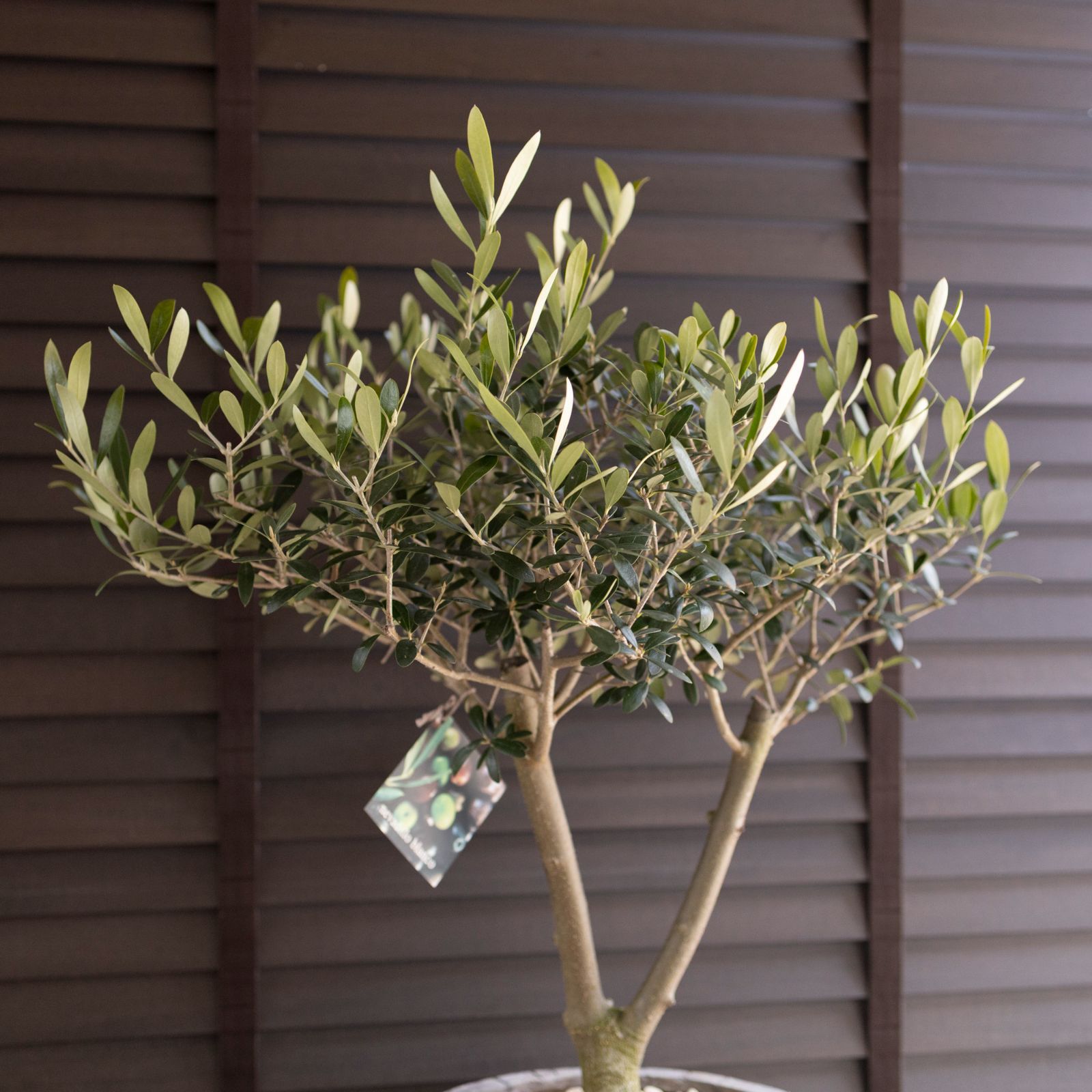 創樹 オリーブの木 SOUJU Y字幹太 Nevadillo blanco ネバディロ