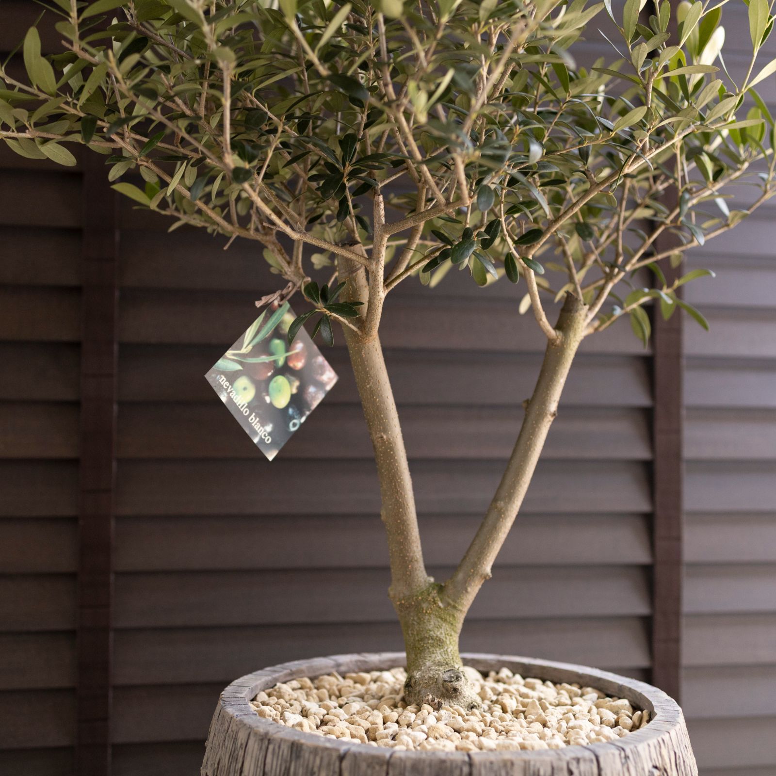 創樹 オリーブの木 SOUJU Y字幹太 Nevadillo blanco ネバディロ