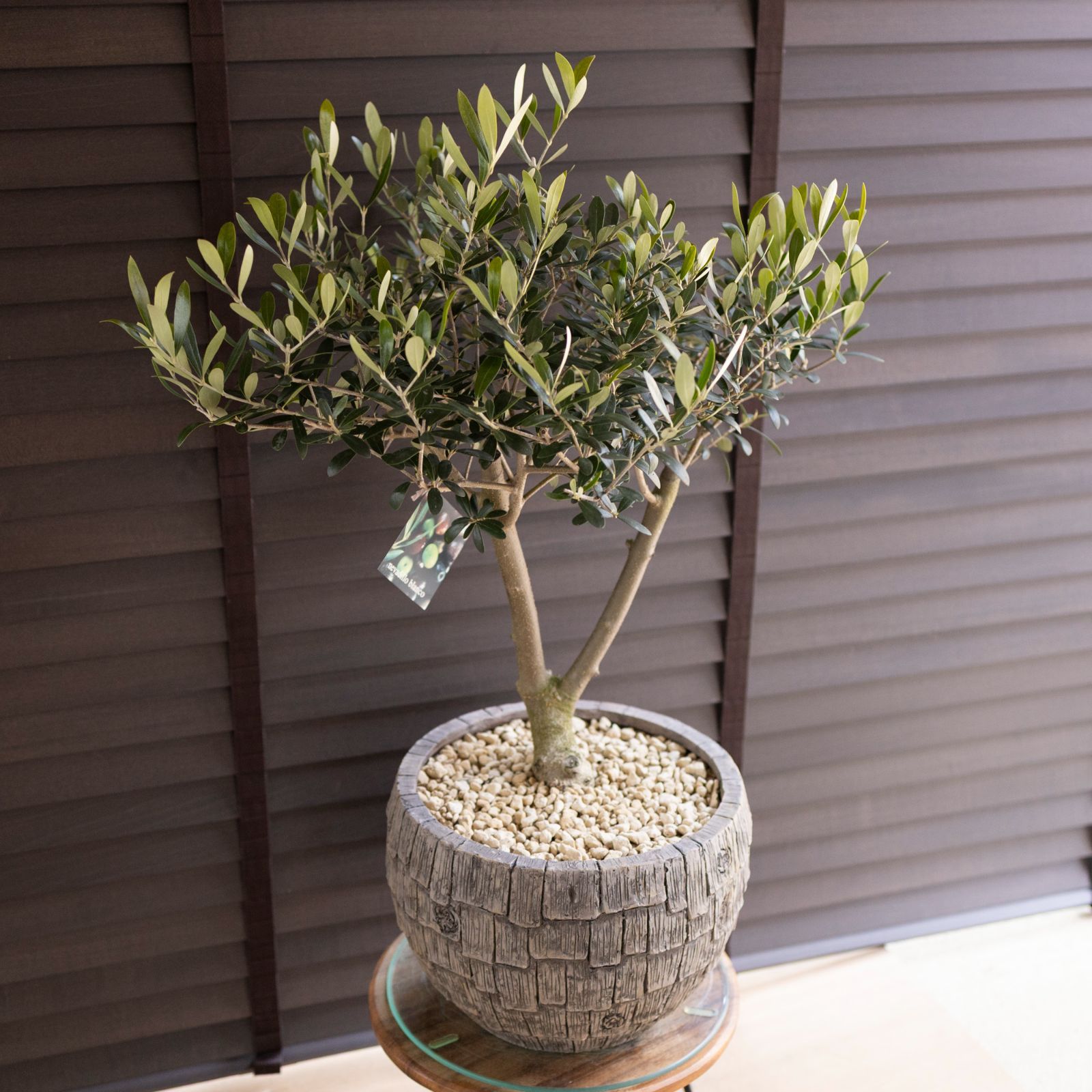創樹 オリーブの木 SOUJU Y字幹太 Nevadillo blanco ネバディロ