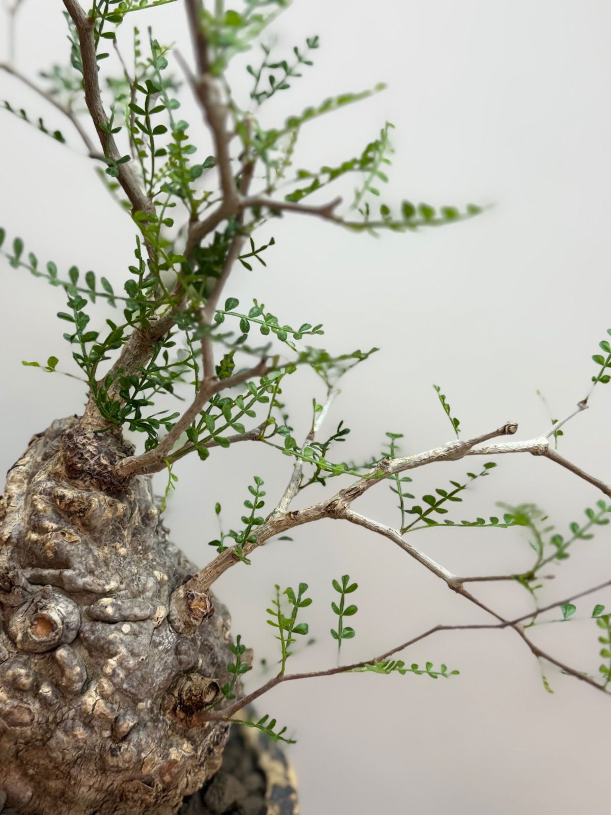 週末SALE。【丸パキプス】【発根済】【ボコ肌】【ミニプス】【信楽焼