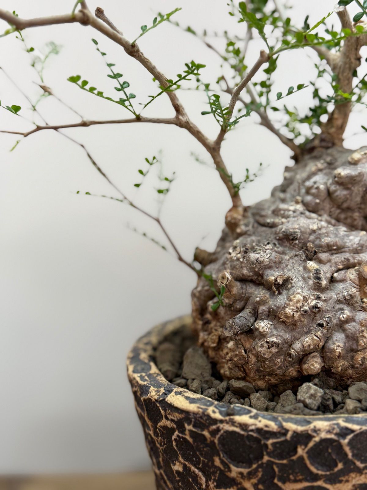 丸パキプス【発根済】【ボコ肌】【陶器鉢】 丸パキプス【発根済】【ボコ肌】 【ミニプス】【陶器鉢】 - メルカリ