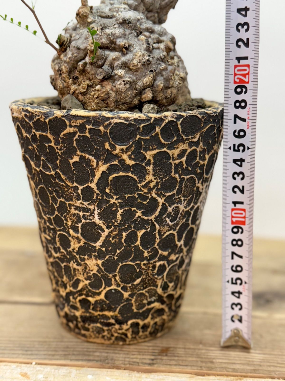 週末SALE。【丸パキプス】【発根済】【ボコ肌】【ミニプス】【信楽焼