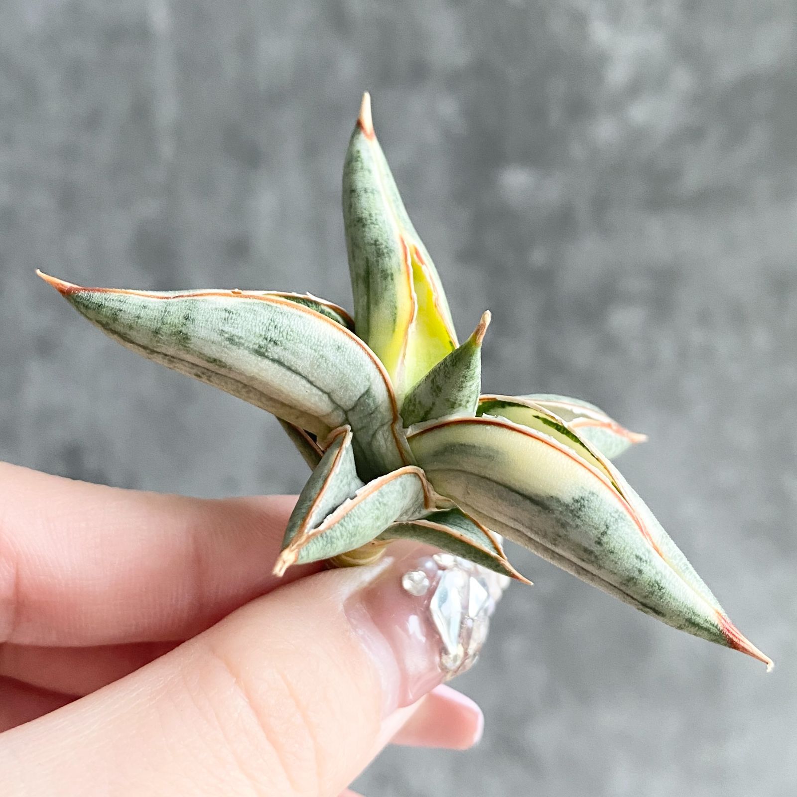 S11521【SS級超希少 ！！】白斑入り サンスベリア ブルー クローン