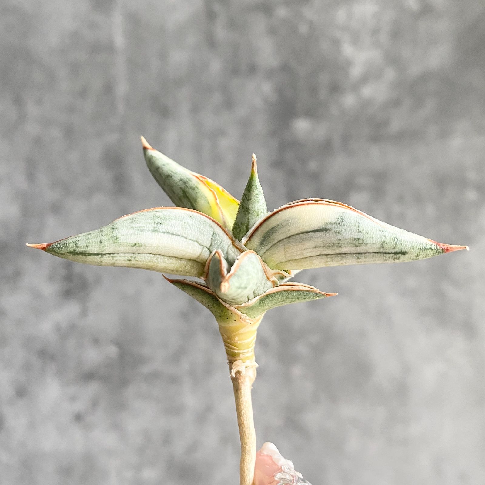 ブルークローン　サンスベリア　美株　抜き苗 ブルークローン サンスベリア 美株 抜き苗 ブルークローン