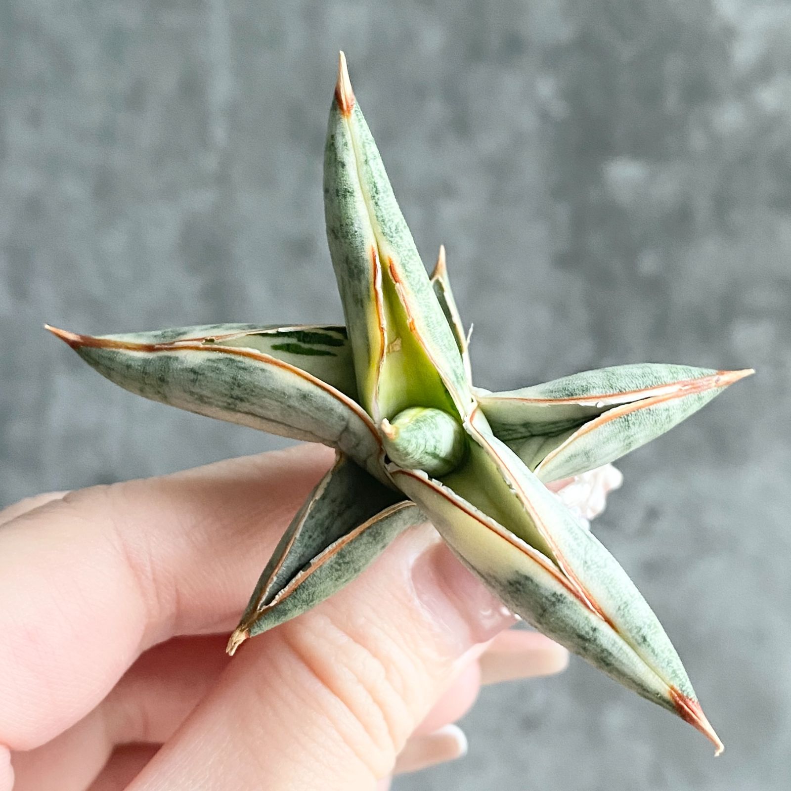 S11521【SS級超希少 ！！】白斑入り サンスベリア ブルー クローン