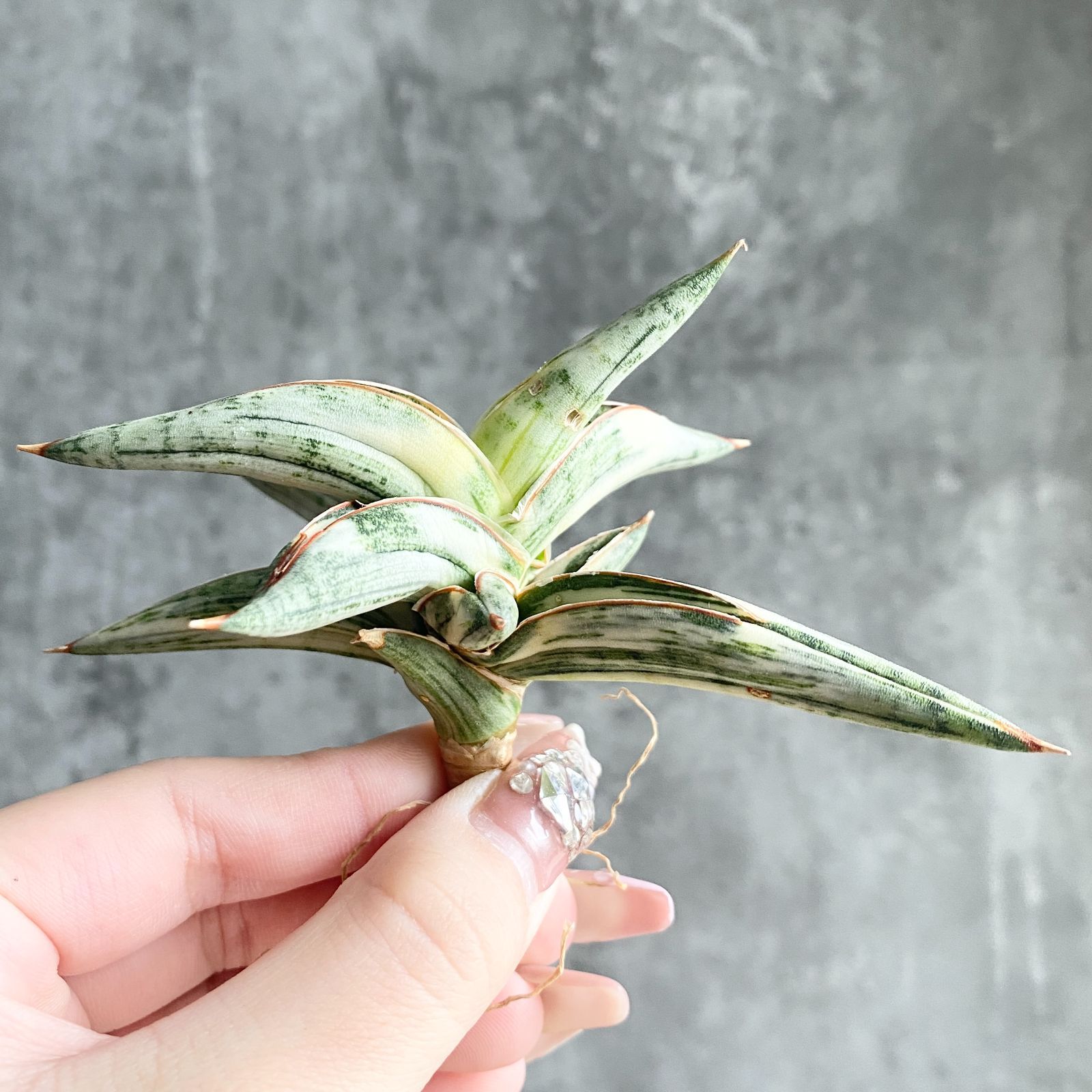 S11519【SS級超希少 ！！】白斑入り サンスベリア ブルー クローン