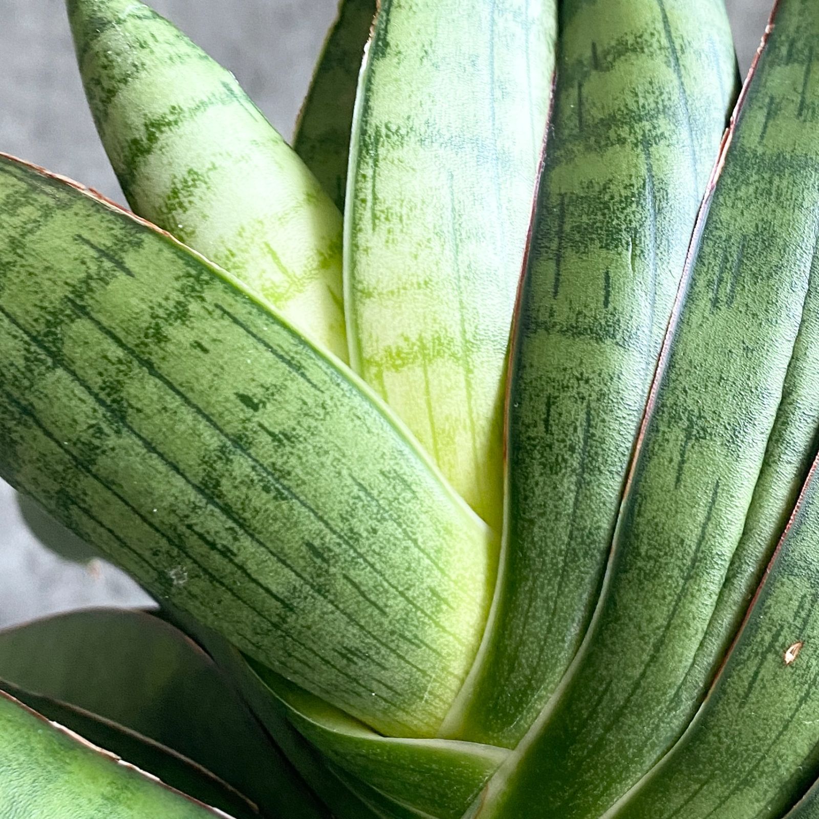 Yahoo!オークション - 希少種 サンスベリア マンジャ (ハイブリッド) S